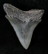 Juvenile Megalodon Tooth #20772-1